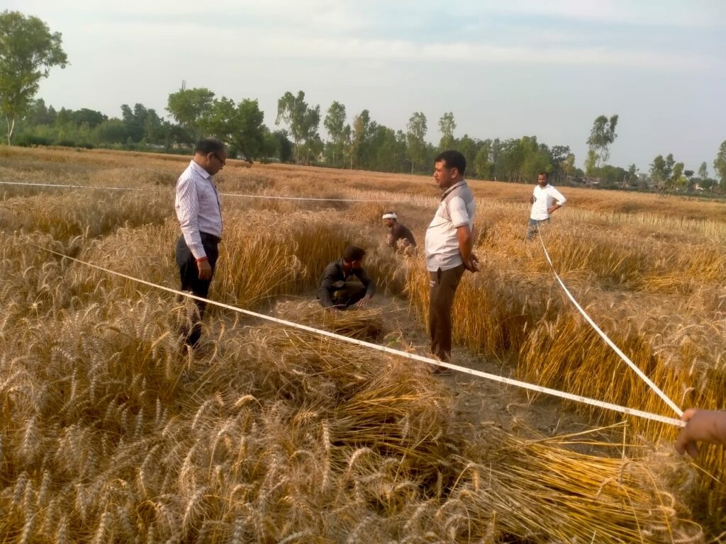 गेहूं की उत्पादकता जानने को बड़नपुर में क्रॉप कटिंग प्रयोग, बीडीओ ने खुद की कटाई