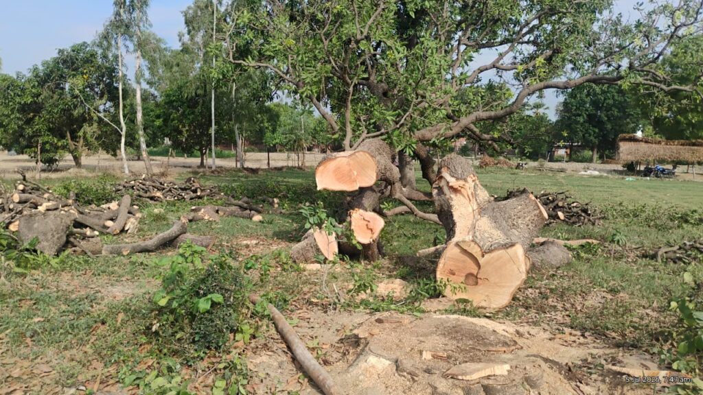 वन माफियाओं के हौसले बुलंद, दिनदहाड़े काट डाला हरा-भरा आम का पेड़, लकड़ी समेत पिकअप जब्त