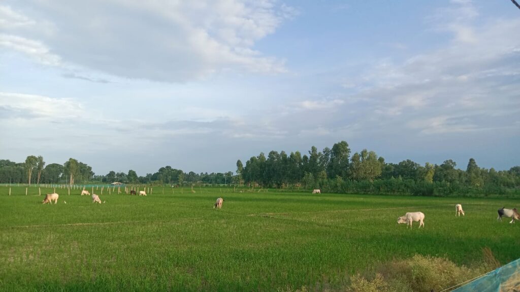 दिन में खेत उजाड़ रहे छुट्टा मवेशी,शाम ढलते ही सड़क पर डेरा,फसल भी खतरे में,राहगीरों की जान भी जोखिम में