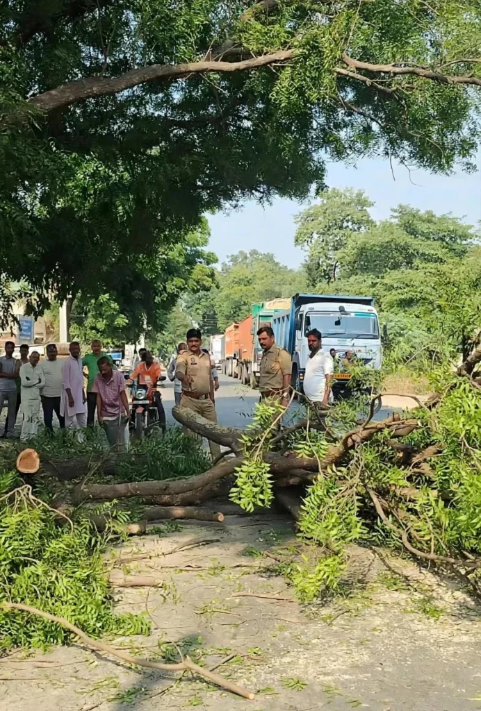 बाराबंकी में सड़क पर गिरा नीम का बड़ा पेड़, ट्रैफिक पूरी तरह बाधित