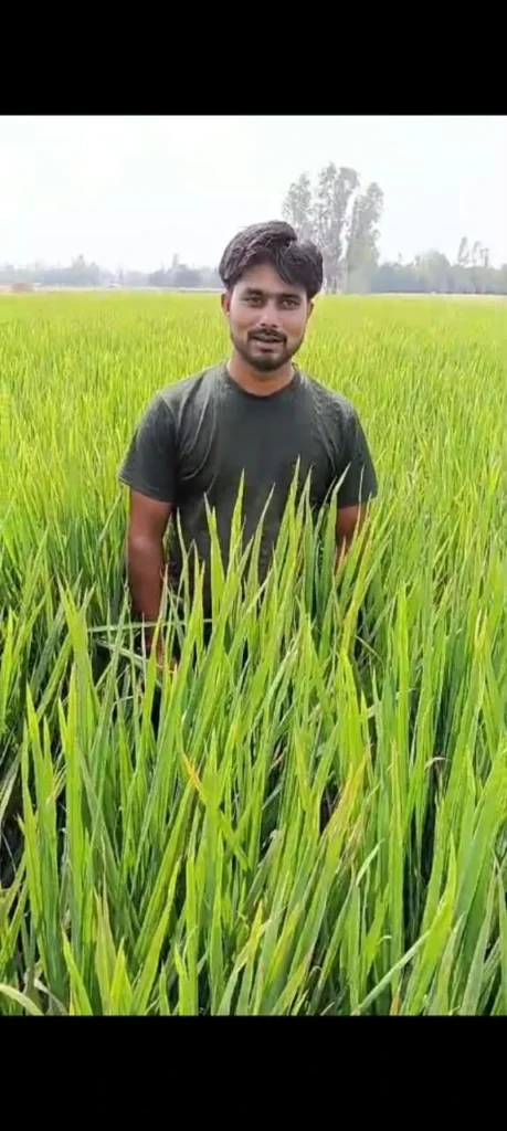 बाराबंकी में खराब बीजों से धान की फसल बर्बाद, किसान ने बीज विक्रेता के खिलाफ की शिकायत